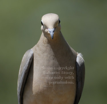 mourning dove portrait