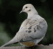 mourning dove