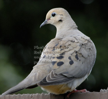 mourning dove