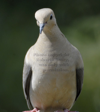 mourning dove