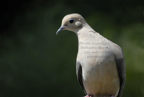 mourning dove