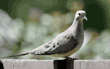 mourning dove on fence