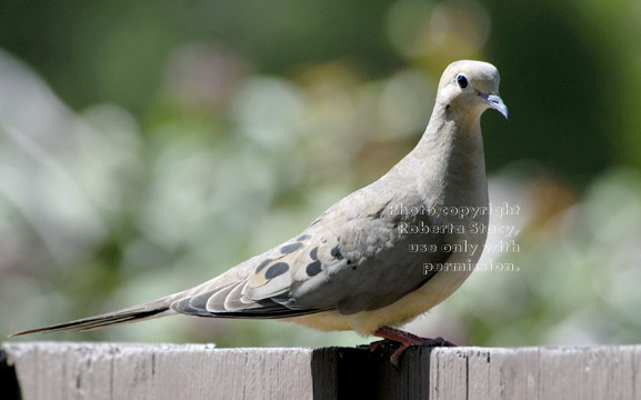 mourning dove on fence