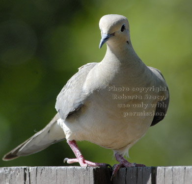 mourning dove