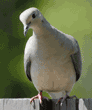 mourning dove