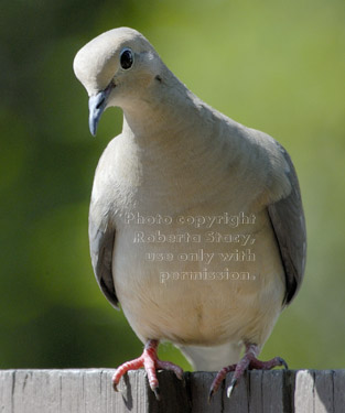 mourning dove