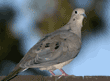 mourning dove