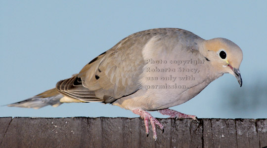 mourning dove