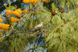 mourning dove in a silk oak tree