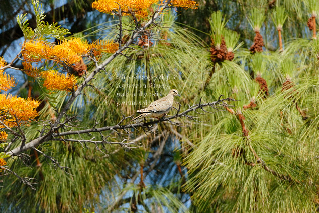 mourning dove in a silk oak tree