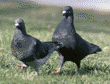 rock doves (pigeons)