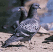 rock dove (pigeon)