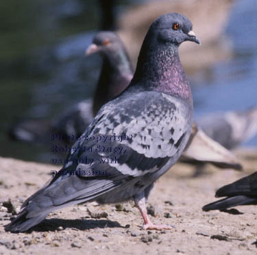 rock dove (pigeon)