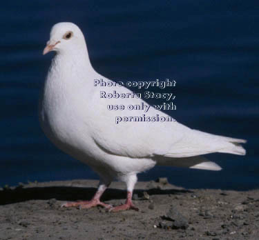 rock dove (pigeon)