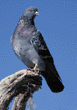 rock dove (pigeon)