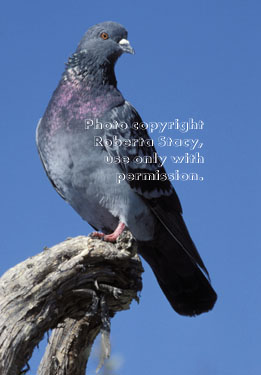 rock dove (pigeon)