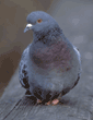 rock dove (pigeon)