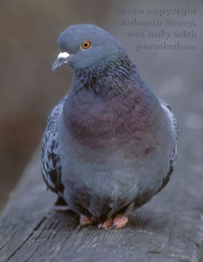 rock dove (pigeon)