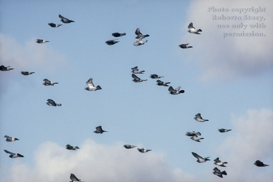 rock doves (pigeons)