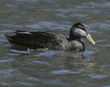 American black duck