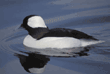 bufflehead, male