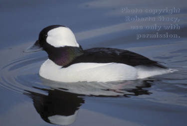 bufflehead, male