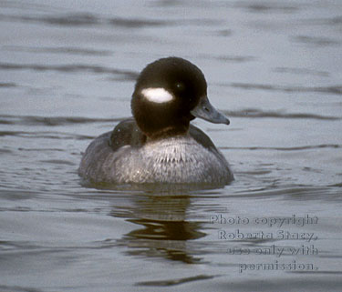 bufflehead, female