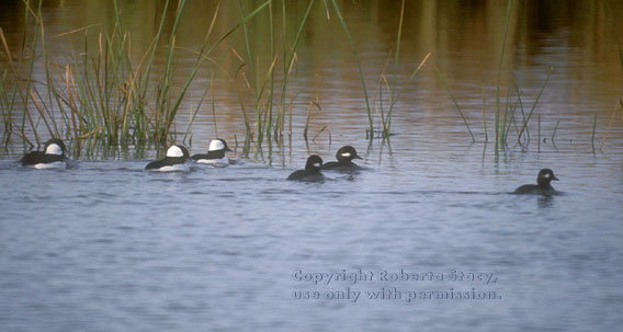 buffleheads