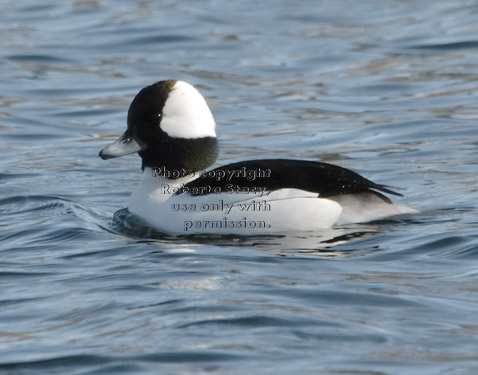 bufflehead, male