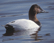 canvasback, male