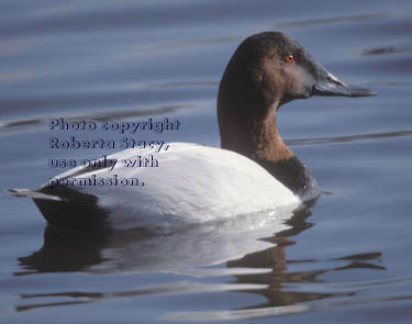 canvasback, male