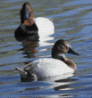 canvasback, female