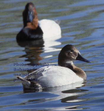 canvasback, female