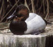 canvasback, male