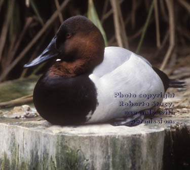 canvasback, male