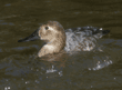 canvasback, female