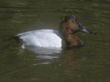 canvasback, male