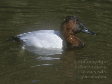 canvasback, male