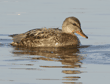 gadwall, female