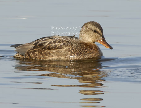 gadwall, female