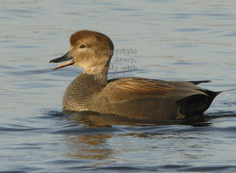 gadwall, male