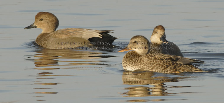 gadwalls, 2 males and 1 female