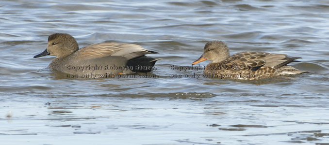 gadwalls, male and female