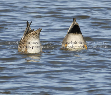 bottoms-up gadwalls, female and male