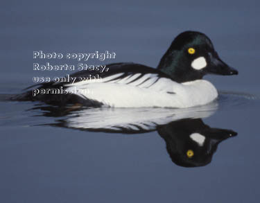 common goldeneye, male