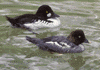 common goldeneyes