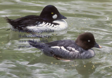 common goldeneyes