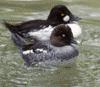 common goldeneyes