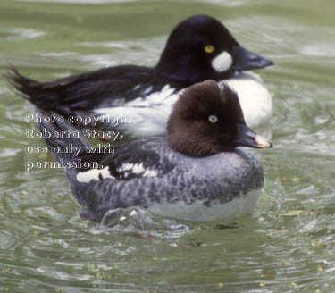 common goldeneyes