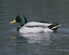 mallard, male